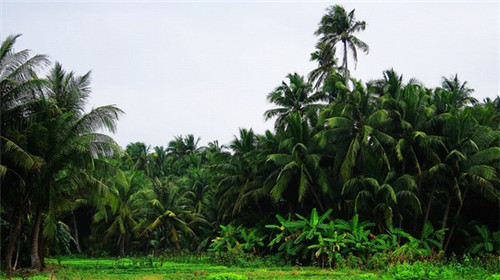 在元阳县加盟新石器烤肉哪个地段生意好